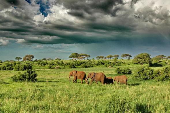 Tarangire Safari (Day Trip)
