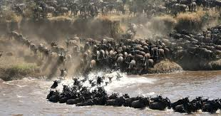 Great Migration Signature Safari