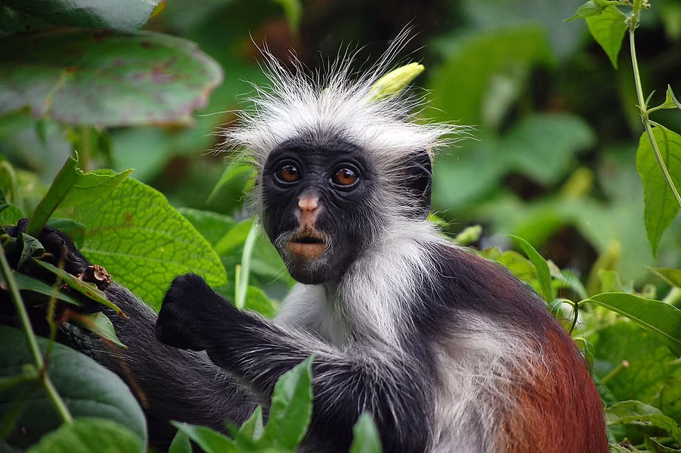 Jozani Forest Red Colobus Safari
