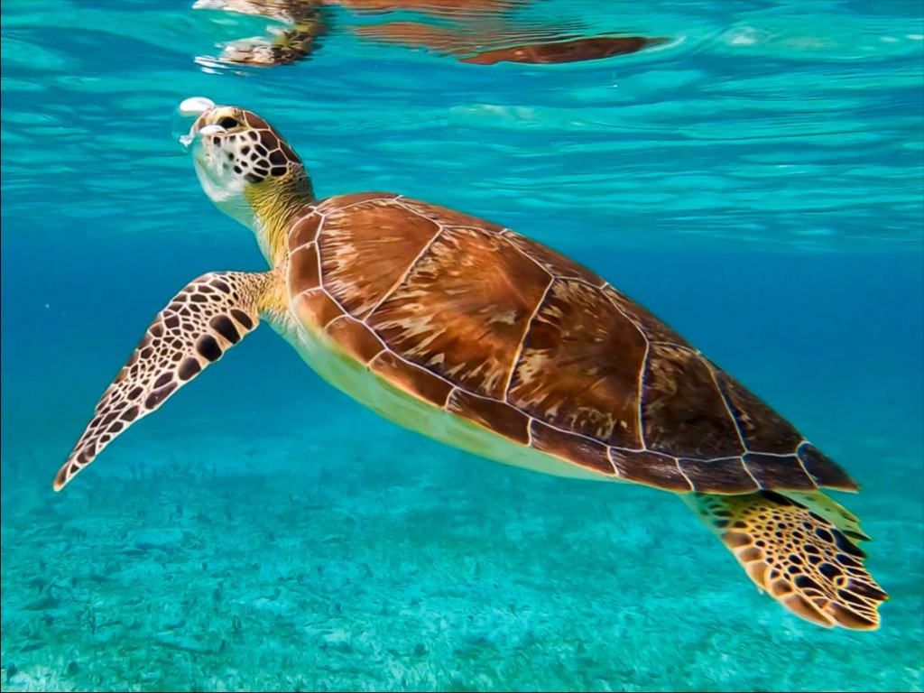 Marine Life and Coral Reefs